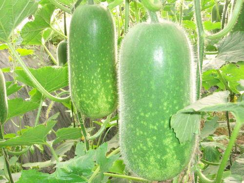 吃瓜爆料主页图片高清,高清图片背后的惊人真相